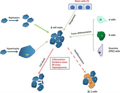 Pathological Mechanisms in Diabetes of the Exocrine Pancreas: What’s Known and What’s to Know